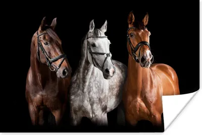 Produktbild von MuchoWow® Poster Pferde - Tiere - Schwarz 180x120 cm - Fotoplakat
