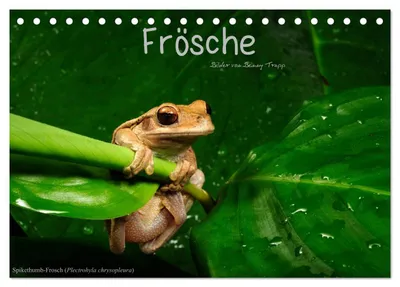 Produktbild von Frösche (Tischkalender 2027 DIN A5 quer), CALVENDO Monatskalender