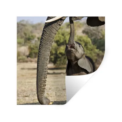 Produktbild von MuchoWow® Wandtattoo Wandsticker Wandaufkleber Elefant - Tiere - Gras - Natur 50x50 cm Selbstklebend und Repositionierbar - Selbstklebend - Fototapeten