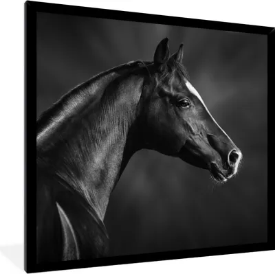 Produktbild von MuchoWow® Gerahmtes Poster Pferd - Tiere - Schwarz - Weiß - Porträt 40x40 cm - Poster mit Schwarzem Bilderrahmen Wandposter Rahmen Foto Bilder - Mit Rahmen - Wanddekoration Schlafzimmer