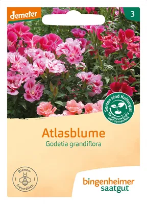 Artikelbild 2 von 'BIO Atlasblume' aus der Kategorie Blumensamen