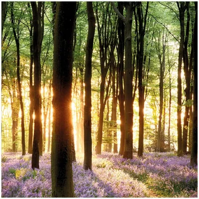 Produktbild von Wallario Memoboard Magnettafel aus Glas, Größe 50 x 50 cm, Motiv Blaue Hasenglöckchen im Wald mit Sonnenstrahlen