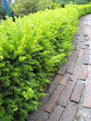 Produktbild von Taxus baccata Elegantissima - Goldeibe Elegantissima 30-40