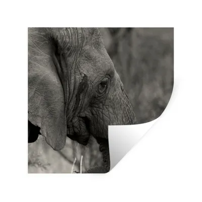 Produktbild von MuchoWow® Wandtattoo Wandsticker Wandaufkleber Elefant - Tiere - Schwarz - Weiß 100x100 cm Selbstklebend und Repositionierbar - Wierderverwendbar - Selbstklebend