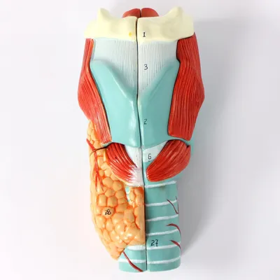 Produktbild von Kehlkopf Larynx Anatomie Modell 5 teilig 2x vergrößert nummeriert