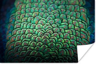 Produktbild von MuchoWow® Poster Pfau - Federn - Muster 180x120 cm - Fotoplakat