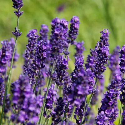 Produktbild von 6 x Levanduľa Hidcote Blue - Lavandula Angustifolia 'Hidcote' - Kvetináč 9cm x 9cm