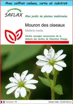 Image de SAFLAX Ensemble-cadeau - Mouron des oiseaux - 1000 graines - Stellaria