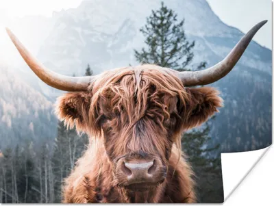 Produktbild von MuchoWow® Poster Schottischer Highlander - Kuh - Berg 120x90 cm - Wandbild