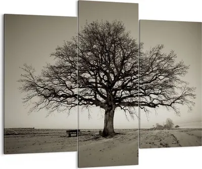 Produktbild von Bild auf Leinwand - Leinwandbild - 3 Teile - Baum Schnee Sepia - 130x100cm - Wand Bild - Wanddeko - Wandbilder - Leinwanddruck - Bilder - Wanddekoration - Leinwand bilder - Wandbild - CB130x100-4161
