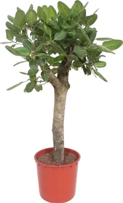 Image de Ficus Benghalensis Boom - 150 cm - Ø34 mm