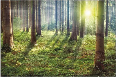 Produktbild von Wallario Wandbild Sonnenuntergang im Wald zwischen den Bäumen, Größe: 61 x 91,5 cm, Poster mit rahmenlosen Bildhalter