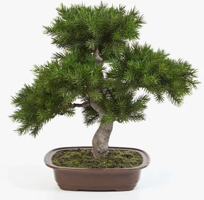 Produktbild von artplants.de Kunst Bonsai Pinie Selena in Dekoschale, dunkelgrün, 48cm - Künstlicher Bonsai - Deko Bonsai Busch