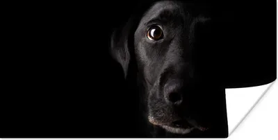 Produktbild von MuchoWow® Poster Ein schwarzer Labrador Retriever auf schwarzem Hintergrund 40x20 cm - Poster für die Wand - Poster Schlafzimmer