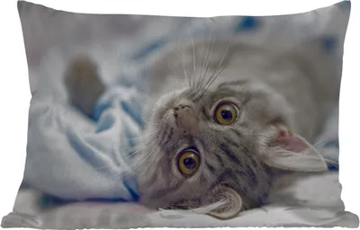 Produktbild von MuchoWow® Outdoor Kissen - Katze - Tier - Makro - 60x40 cm - Wetterfest - Lounge Kissen - Zierkissen - Kissen für Innenräume