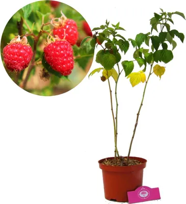 Produktbild von Rubus idaeus 'Glen Ample', rote Himbeere, 2 Liter Topf.