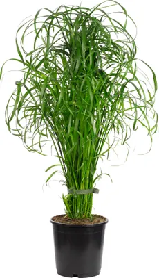 Produktbild von Wasserliebendes Zyperngras - Cyperus alternifolius - ca. 55 cm hoch, Topf-Ø 14 cm