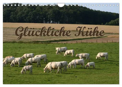Produktbild von Glückliche Kühe (Wandkalender 2027 DIN A4 quer), CALVENDO Monatskalender