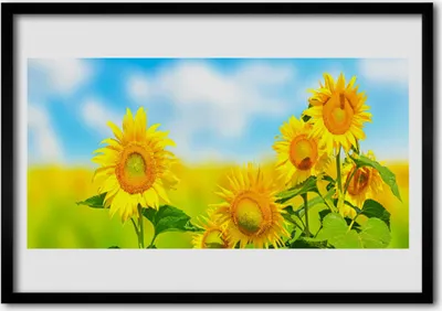Produktbild von Bild 70x50 MDF-Rahmen Wandkunst Sunflower Blumen Natur