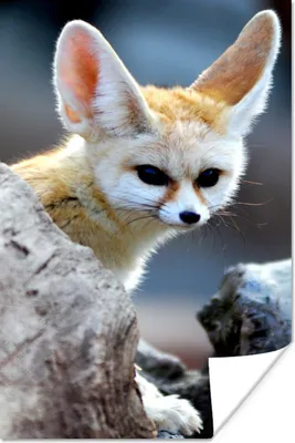 Produktbild von MuchoWow® Poster Tiere - Fuchs - Baumstamm 60x90 cm - Wanddekoration