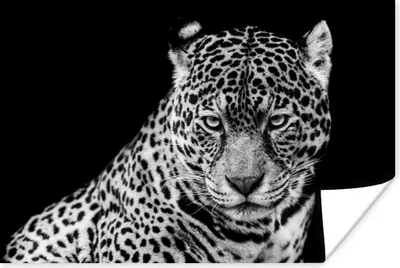 Produktbild von MuchoWow® Poster Leopard - Tiere - Schwarz - Weiß - Porträt 120x80 cm - Bilder