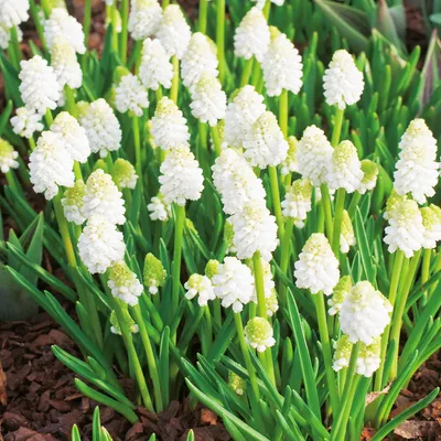 Produktbild von Muscari Blumenzwiebeln Zwiebeln Blumen Traubenhyazinthe White Magic 10 St.