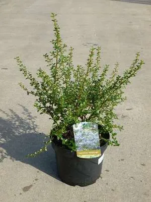 Immagine prodotto di Ceanothus hybr. 'Edinburgh' - Fiore da sacchetto contenitore da 30-40 cm