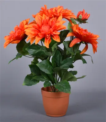 Image de Nohel Garden Autumn Lily of the Valley X6 composition florale 6 fleurs dans un pot 42cm