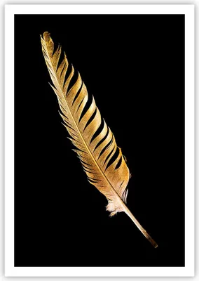 Produktbild von Poster - Poster ohne Rahmen - Golden Feder Schwarz - 70x100 cm - Wand Bild - Wanddeko - Wandbilder - Kunstposter - Wandposter - Bilder - Kunstdruck - Wanddekoration - Wandbild - P2XPA70x100-4887