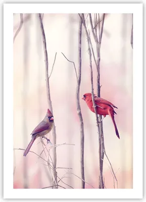Produktbild von Poster - Poster ohne Rahmen - Vögel Kardinal Scharlachrot - 50x70 cm - Wand Bild - Wanddeko - Wandbilder - Kunstposter - Wandposter - Bilder - Kunstdruck - Wanddekoration - Wandbild - P2XPA50x70-4256