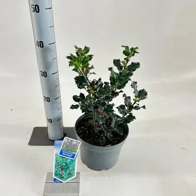 Immagine prodotto di Ilex meserveae 'Blue Angel' - Agrifoglio | 30-35 cm in vaso