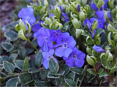 Produktbild von Stauden Gänge 3 x Vinca minor 'Ralph Shugert' - Buntes Blaues Kleines/Kleinblättriges Immergrün - tolle Blütenpracht - sehr pflegeleicht - Winterhart