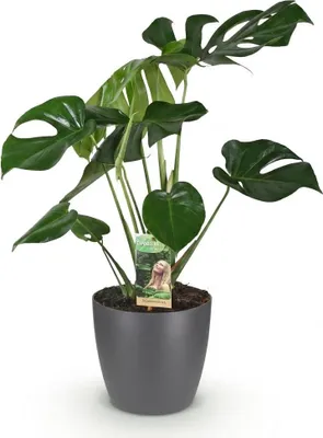 Zdjęcie produktu dla Monstera Deliciosa – roślina doniczkowa, 80 cm, średnica 21 cm, „liść okienny” w doniczce, łatwa w pielęgnacji
