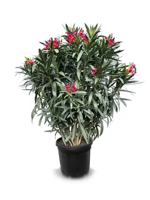A potted plant with pink flowers and green leaves on a white background.