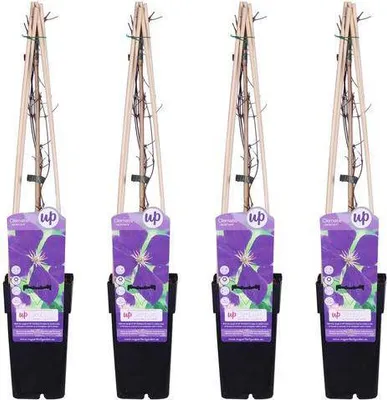 Zdjęcie produktu dla Wiciokrzew pnacy, srednica 15cm, wysokosc 65cm - roslina mrozoodporna do