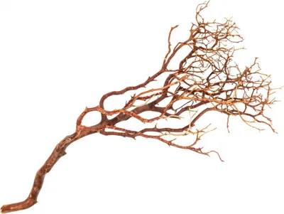 Produktbild von Manzanita Baum natur ca. 90cm hoch