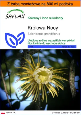 Zdjęcie produktu dla SAFLAX - Garden in the bag - Królowa Nocy - 40 Nasiona - Z podłożem uprawowym w praktycznej, samorozkładającej się torbie - Selenicerus grandiflorus