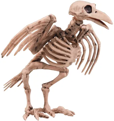 Produktbild von Untoter Rabe Skelettvogel Halloweendeko weiss 19,5cm - Einheitsgröße