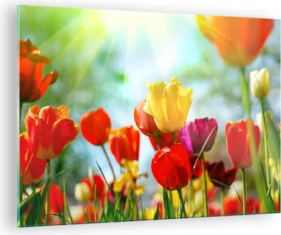 Produktbild von Bilder auf glas - Tulpe Blume Plantage Wiese - 70x50cm - Glasbilder - Wandbilder - Kunstdruck - zum Aufhängen bereit - Wanddekoration aus Glas - Glas Bilder - Wandbild auf Glas - GAA70x50-2566