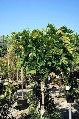 Image de Wisteria fl. 'Alba' - Plante blanche du Japon 50-60 cm | Pot