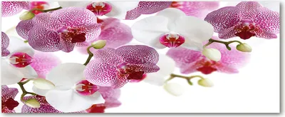Produktbild von Tulup® Glas-Bild Wandbild aus Glas - 125x50 - Wandkunst - Wandbild hinter gehärtetem Sicherheitsglas - Dekorative Wand für Küche & Wohnzimmer  - Blumen & Pflanzen - Orchidee - Rosa