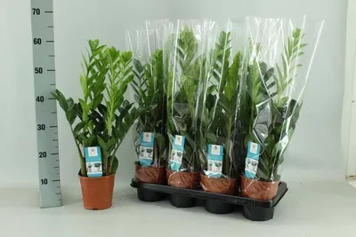 Immagine prodotto di Zamioculcas "Glücksfeder" Ø14cm, altezza 65cm, pianta da appartamento facile da