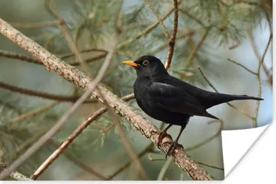 Produktbild von MuchoWow® Poster Vogel - Amsel - Zweige - Tiere 180x120 cm - Fotoplakat
