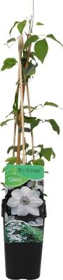 Produktbild von Bloomique - Clematis Miss Bateman - Waldrebe - Weiß - Kletterpflanzen - Gartenpflanzen - Winterhart - Topf 15 cm - 70-80 cm hoch