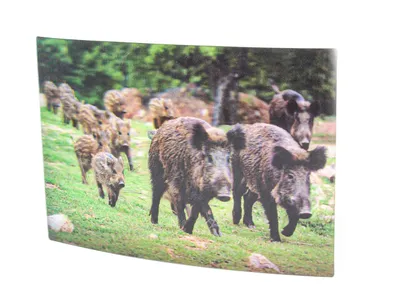 Produktbild von 3D Postkarte Wildschwein Familie