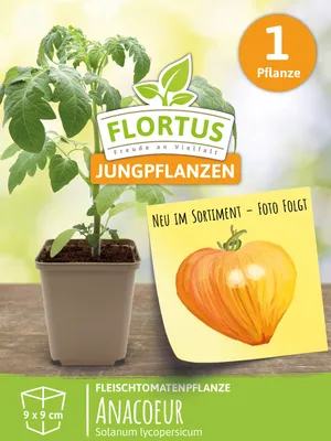 Produktbild von Fleischtomatenpflanze Anacoeur | Tomatenpflanzen von FLORTUS, Menge:1 Pflanze