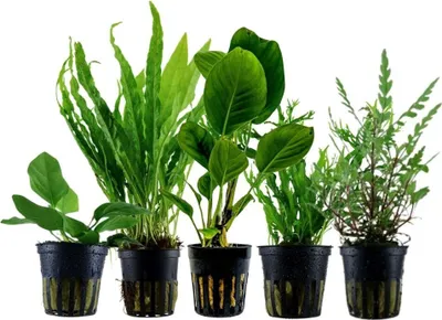 Produktbild von Pflanzen Set mit 5 Aufsitzer Topf Aquarium schöne Wasserpflanzen AquaOne Nr.217