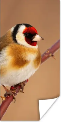 Produktbild von MuchoWow® Poster Kropftaube - Vogel - Tiere 20x40 cm - Plakat - Foto