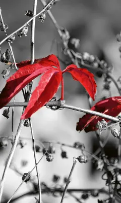 Produktbild von Fototapete - Red Leaves on Black 150x250cm - Vliestapete