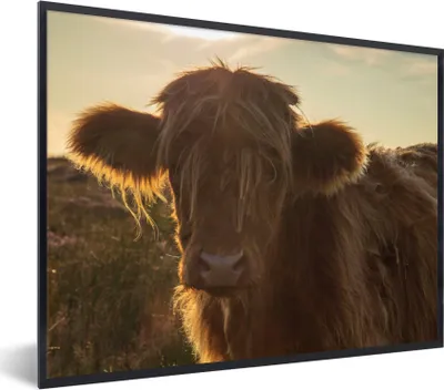 Produktbild von MuchoWow® Gerahmtes Poster Schottischer Highlander - Sonnenuntergang - Gras 80x60 cm - Poster mit Schwarzem Bilderrahmen Wandposter Rahmen Foto Bilder - Schwarzem - Mit Gestell